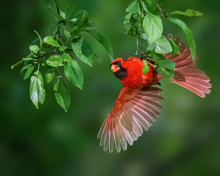 A vibrant red bird is captured mid-flight against a lush green background, its wings spread wide above leafy branches. The contrast of the bird's bright plumage with the surrounding greenery.