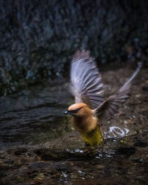 A small bird with vibrant plumage is captured mid-movement as it splashes through shallow water. Its wings are spread wide, creating a dynamic and lively scene against the dark, textured background.