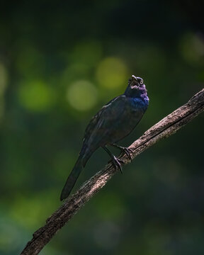 A bird with iridescent plumage sits perched on a diagonal tree branch, illuminated by soft light against a blurred green background. The bird appears to be vocalizing, adding a dynamic element