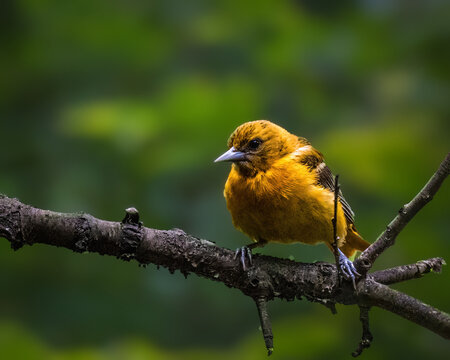 A vibrant orange bird perches gracefully on a branch, set against a lush, green blurred background. The bird's sharp, pointed beak and delicate feet are prominently visible.