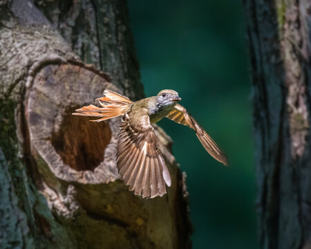 A bird with outstretched wings flies gracefully past a tree with a large, hollowed opening. The background is a blurred, natural green, enhancing the focus on the bird's delicate feathers.