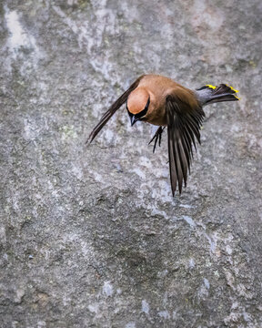 A small bird with a brown body and black-tipped wings hovers mid-flight against a rocky background. The bird's downward gaze and extended wings suggest a moment of poised observation.