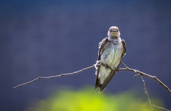 Northern Rough-winged Swallow perched on a bare branch, facing the camera with soft brown plumage and a pale breast against a blurred blue and green natural background.