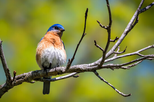 Male Eastern Bluebird perched on a bare branch, displaying vivid blue wings and head with warm orange breast against a soft green and blue natural background.