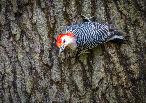 Red-bellied Woodpecker clinging to the rough bark of a tree, displaying its vivid red crown, barred black-and-white back, and distinctive curved bill.