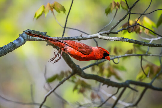 Male Northern Cardinal clinging upside down to a tree branch, displaying brilliant red plumage and black facial markings in a softly blurred woodland setting.