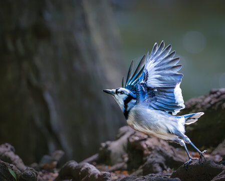 Blue Jay landing on a tree branch with wings raised, displaying vivid blue feathers, a white breast, and black markings in a natural woodland setting.