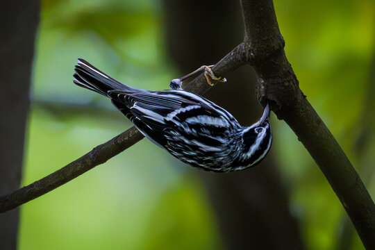 Black-and-white Warbler clinging upside down to a tree branch, showing striking black-and-white plumage and striped wings in a softly blurred woodland setting.