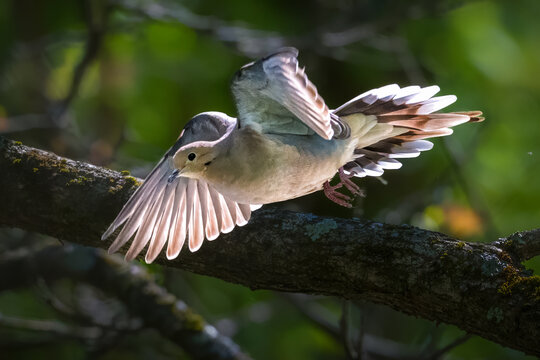 Mourning Dove landing on a tree branch with wings fully spread, illuminated by soft sunlight in a woodland setting with a beautiful green blurred background.