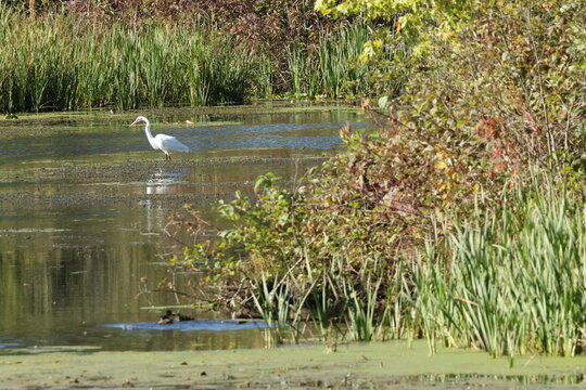 swan on the lake