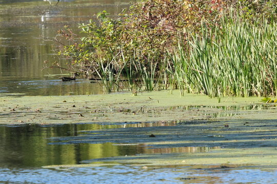 reeds in the lake