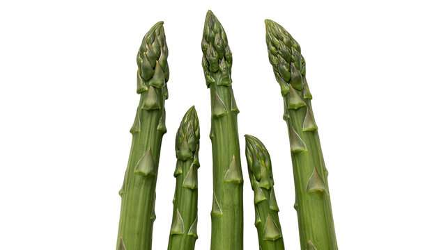 Isolated fresh green asparagus spears standing upright, a healthy raw vegetable food ingredient