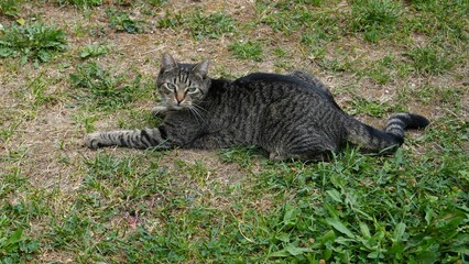 cat on the grass © Carmen