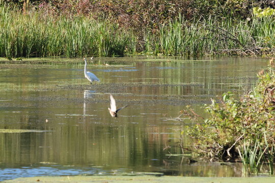 great blue heron in the water