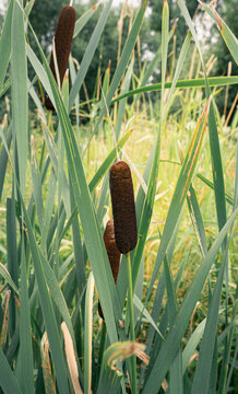Velvet Cattail Spike in Wetland Nature Close Up