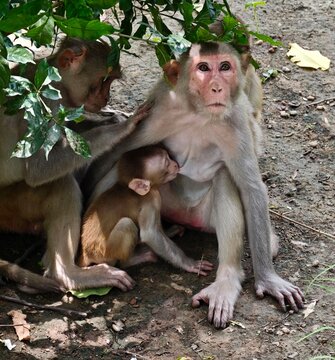A family of rhesus macaque monkeys at the Delhi Zoo