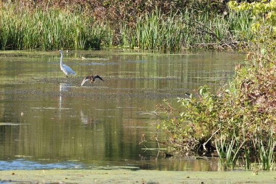 great blue heron in flight