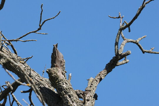 wood bird in a tree