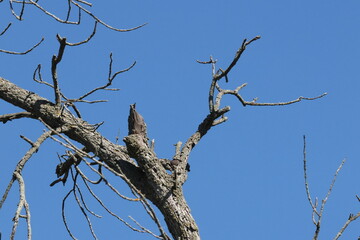 Obraz premium tree branches against blue sky