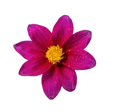 Red-violet flower with petals and a yellow center close-up. Isolated object