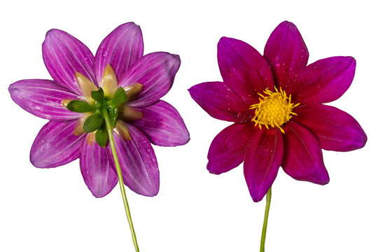 Red-purple flower with yellow stamens, front and back views, isolated.