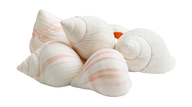 Isolated group of natural pale white and subtle pink spiral conch seashells, beautiful marine objects