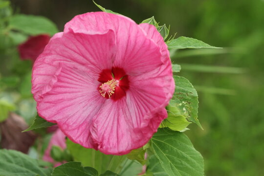 pink hibiscus flower