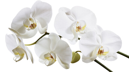 Isolated close-up of beautiful white orchid flowers on a branch with fresh blooms and a bud © Oisin