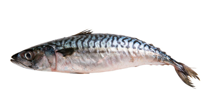 Isolated fresh whole Atlantic mackerel fish, a healthy omega-3 source, ready for cooking.