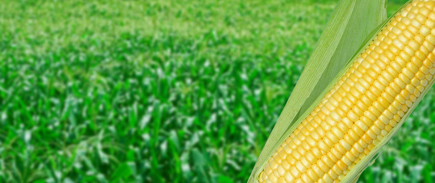 Yellow Ripe sweet corn cob on the field background, for harvest in agricultural cultivated corn field, organic corn field for background