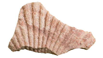 Isolated fragment of a textured pink fossilized seashell, ancient marine organism texture. © Oisin