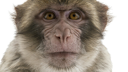Isolated expressive macaque monkey headshot portrait looking directly at viewer © Oisin