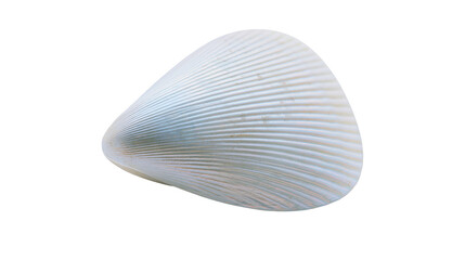Isolated natural pearly ridged clam shell with delicate texture and beautiful curved form © Oisin