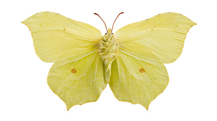 Isolated vibrant yellow brimstone butterfly (Gonepteryx rhamni) with wings spread, top view. © Oisin