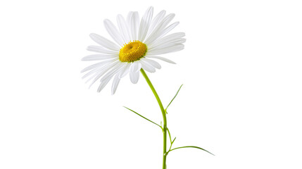 Obraz premium Isolated fresh white daisy flower with vibrant yellow center and green stem blooming in spring