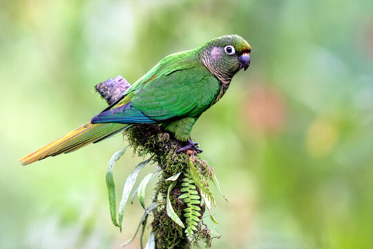 Maroon-bellied parakeet (Pyrrhura frontalis) perched on a branch in Atlantic Forest (Mata Atl&acirc;ntica), S&atilde;o Paulo, Rio de Janeiro, Brazil.