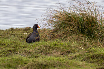 Obraz premium Adult common moorhen on a grassy bank