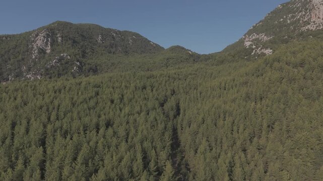 Cinematic forward drone flight over dense pine forest and mountains, D-Log M flat profile