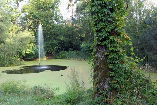 Alter Schlossweiher in Heusenstamm