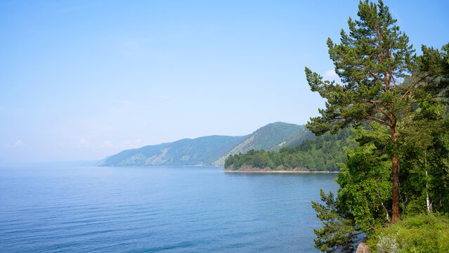 Scenic landscape of blue Lake Baikal and forested mountains, Siberia. Tall pine tree on the grassy shore under a clear sky. Natural wilderness background
