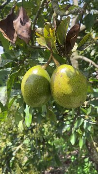 Two fresh avocados hanging on tree with copy space for text