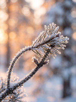 Frost Covered Pine Tree Branch Close Up in Golden Winter Sunset