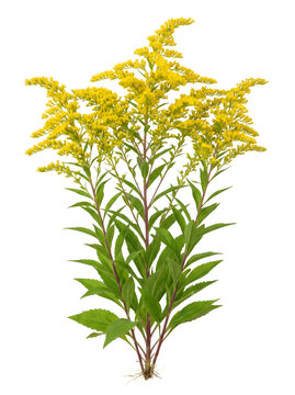 Goldenrod plant with bright yellow flowers isolated on transparent background