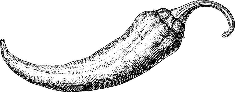 Antique engraved chili pepper illustration isolated on white background for vintage food label packaging and culinary design