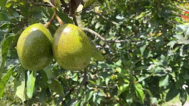 Fresh avocados growing on tree branch with organic farming copy space