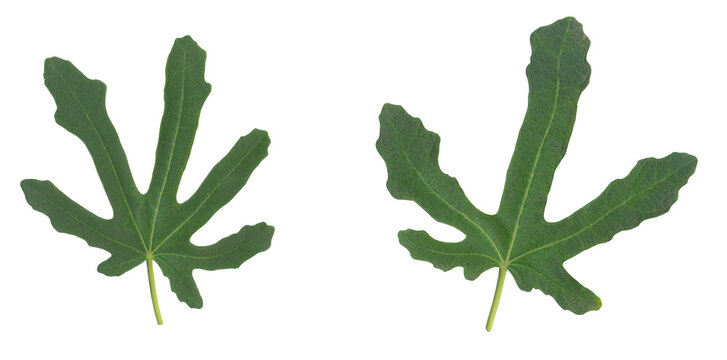 Green Fig Leaves Isolated PNG Transparent for Organic Cosmetics Packaging, Botanical Graphic Design, and Summer Banners