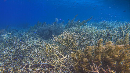 staghorn coral ,Acropora cervicornis, underwater bonaire © John Anderson