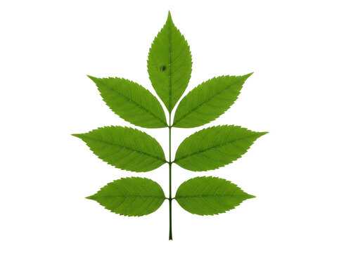 Pinnately compound leaf with seven leaflets isolated on transparent background
