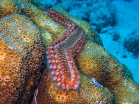 Hermodice carunculata, the bearded fireworm, is a type of marine bristleworm