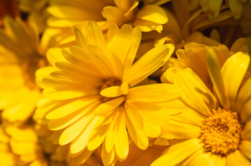 Fototapeta premium Macro shot of vibrant orange Calendula flowers blooming in a summer garden. Beautiful floral background with soft sunlight and natural textures. Pot marigold, selective focus, blur, background